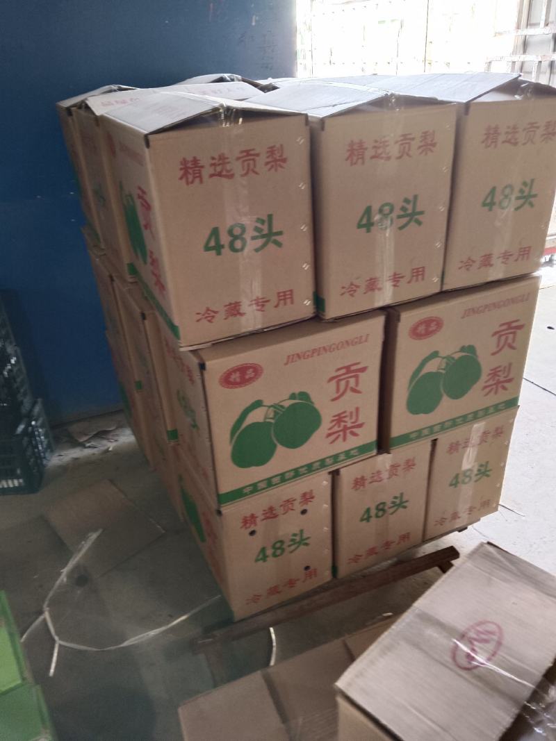 陕西精品酥梨大量上市，皮薄多汁，口感脆甜，产地直发！