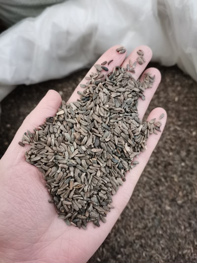 牛子牛蒡子中药材全品类批发有大货欢迎选购