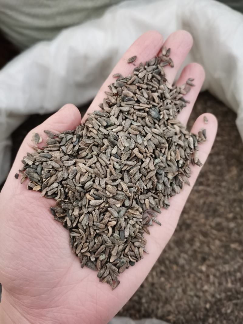 牛子牛蒡子中药材全品类批发有大货欢迎选购