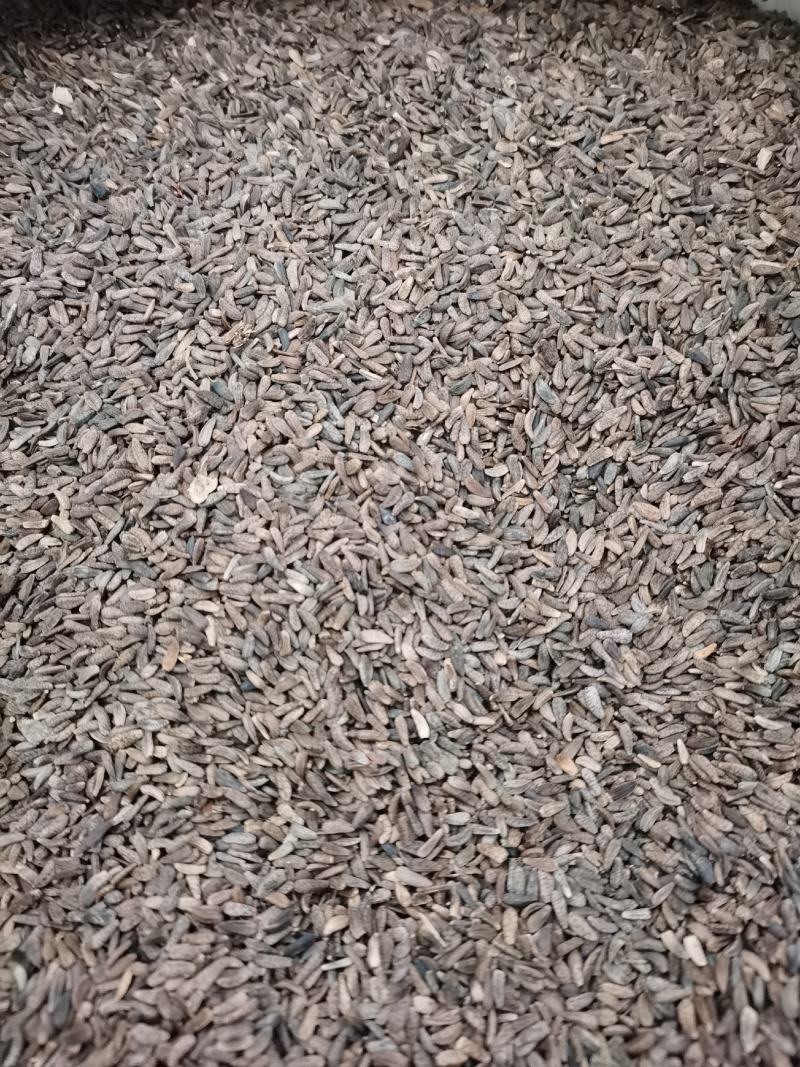 牛子牛蒡子中药材全品类批发有大货欢迎选购