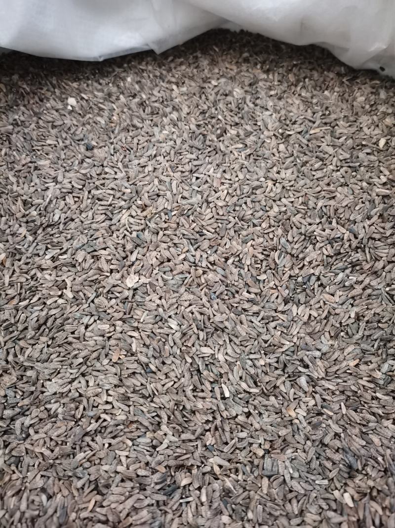 牛子牛蒡子中药材全品类批发有大货欢迎选购