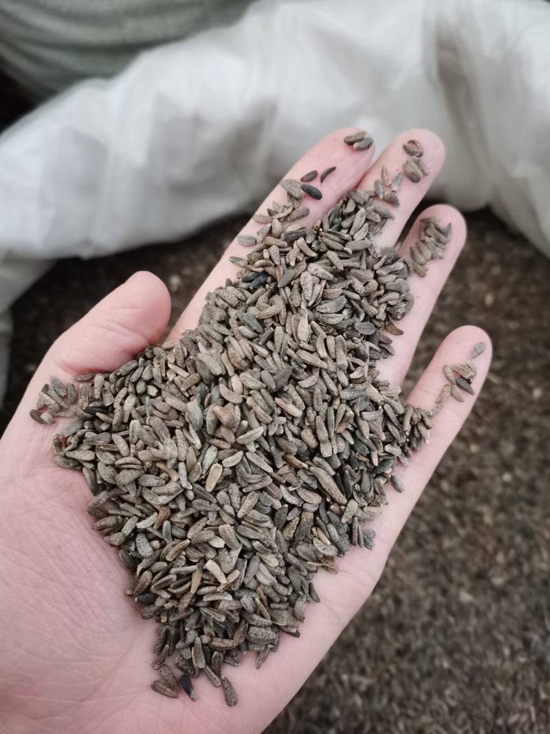 牛子牛蒡子中药材全品类批发有大货欢迎选购
