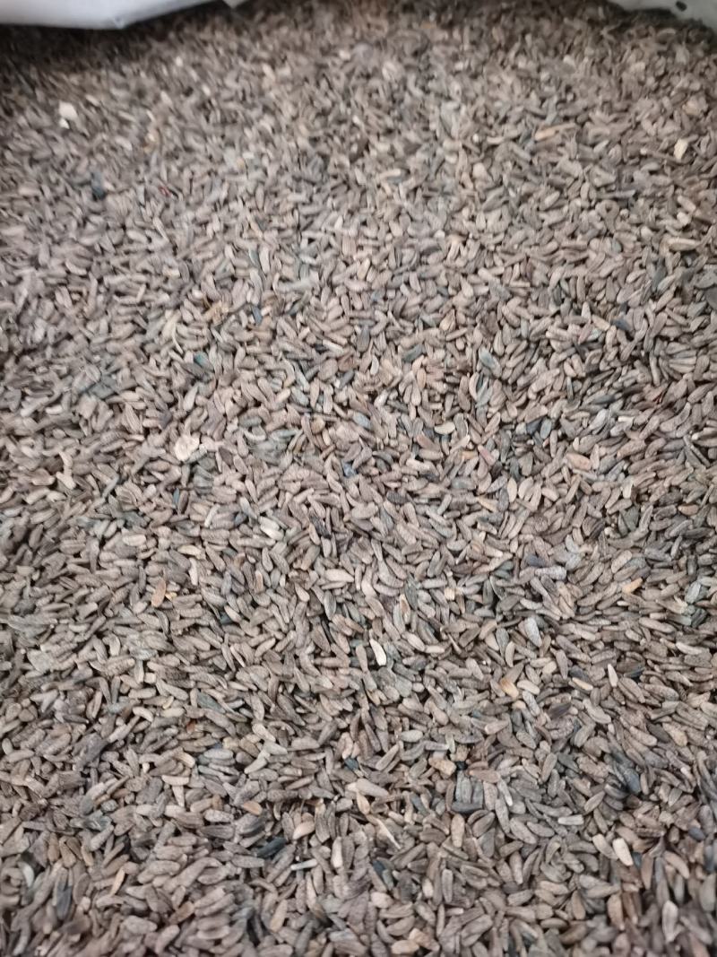 牛子牛蒡子中药材全品类批发有大货欢迎选购