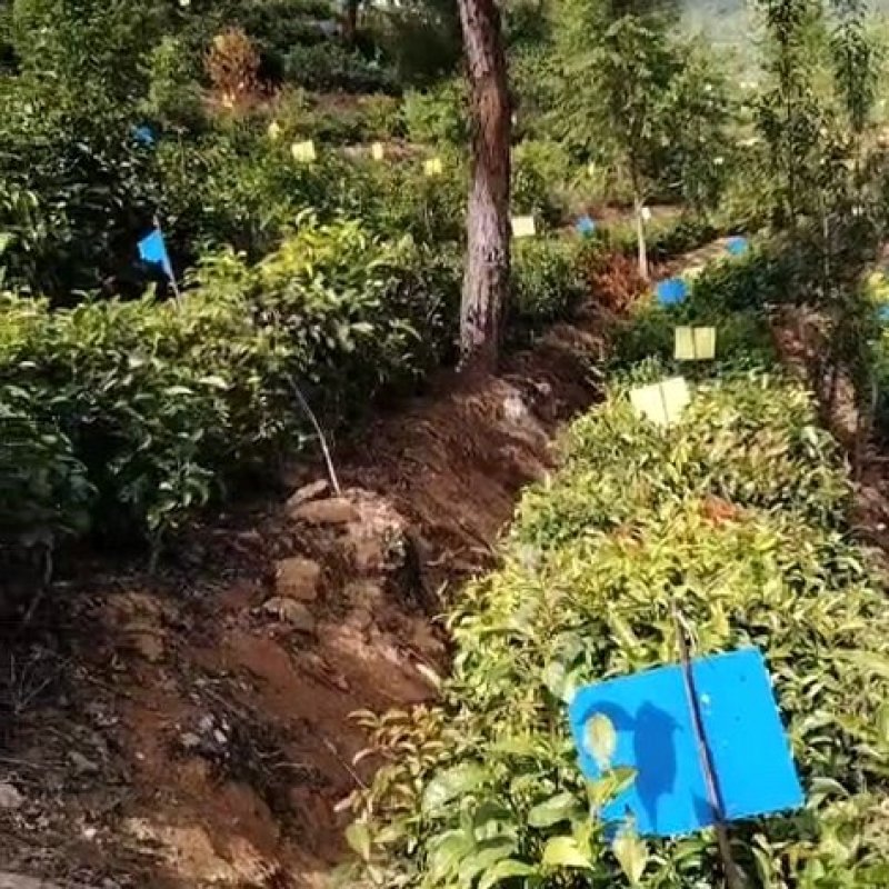 正宗的普洱生态茶