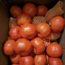 川红橘，万州古红橘