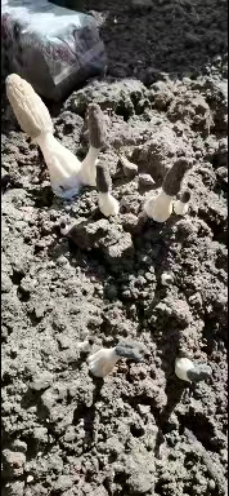 羊肚菌鲜货基地直销