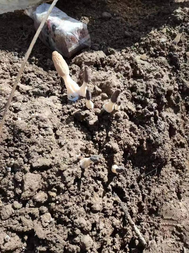 羊肚菌鲜货基地直销