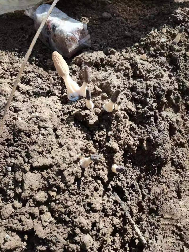 羊肚菌鲜货基地直销