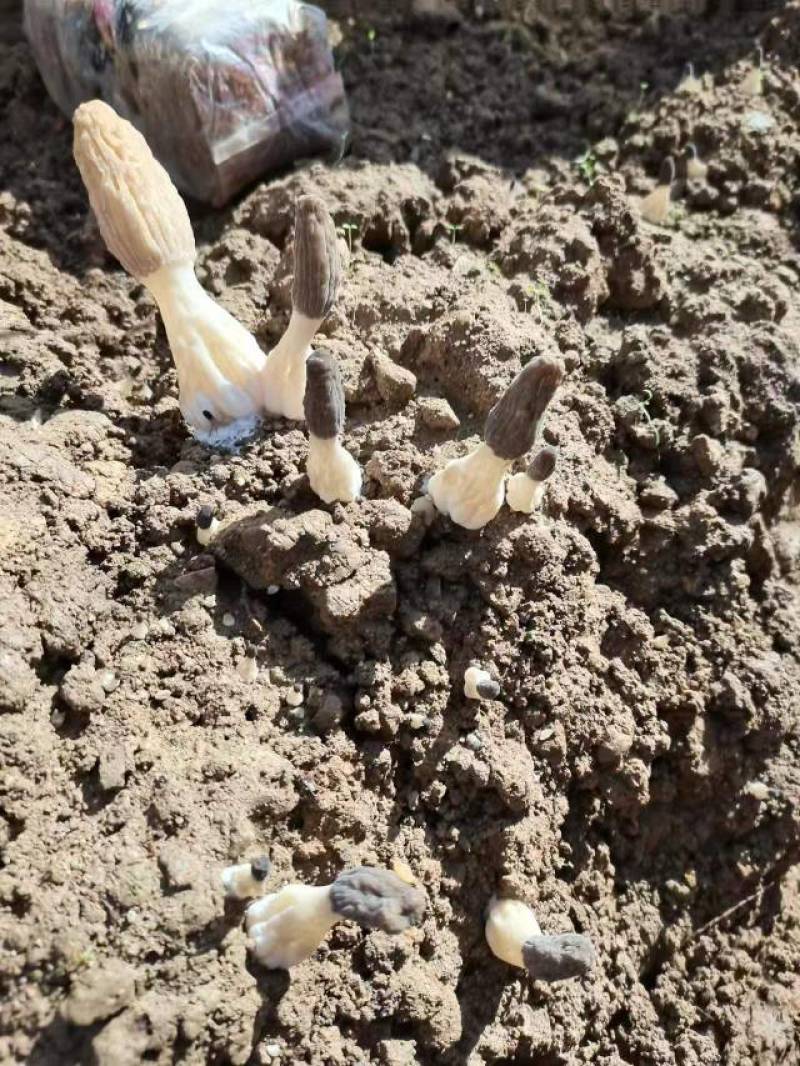 羊肚菌鲜货基地直销