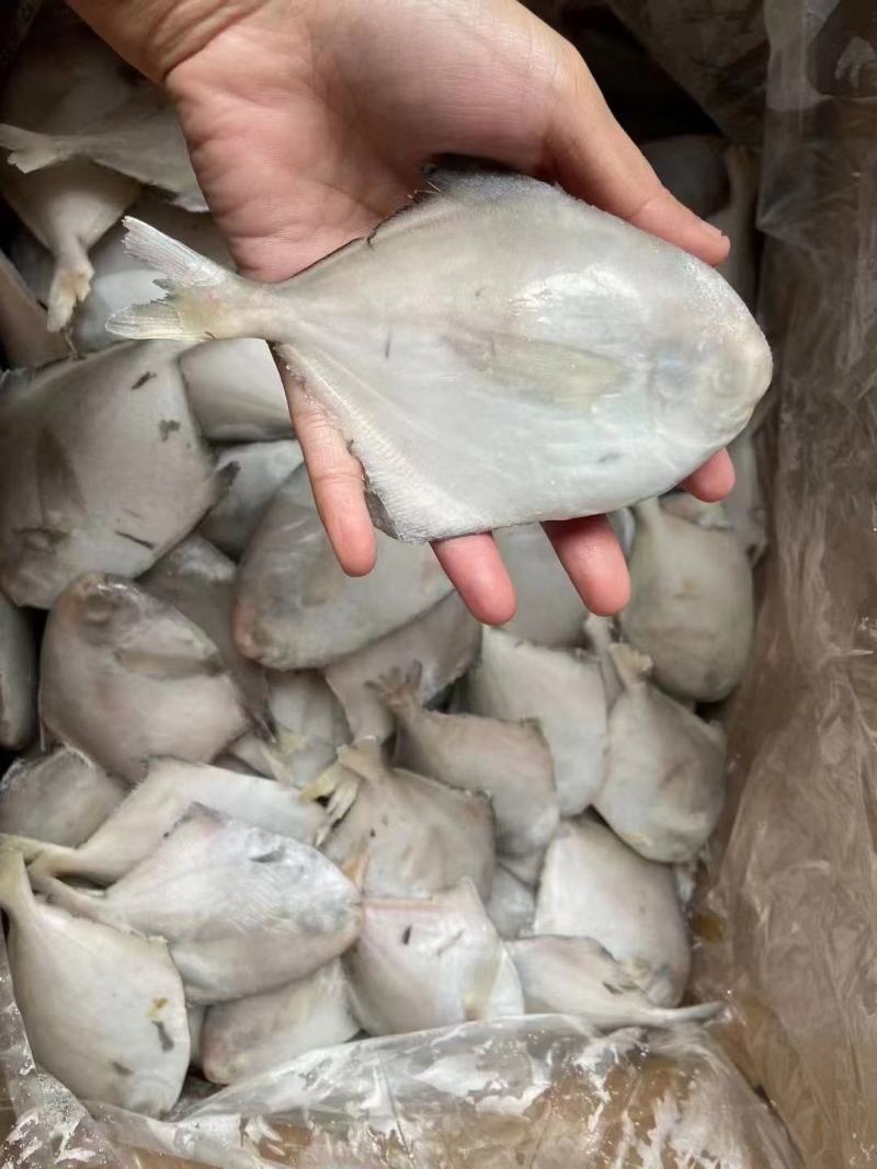 鲳鱼