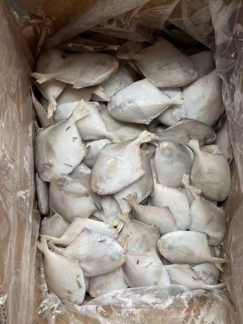 鲳鱼