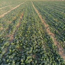 基地趴地菠菜大量有货需要的联系