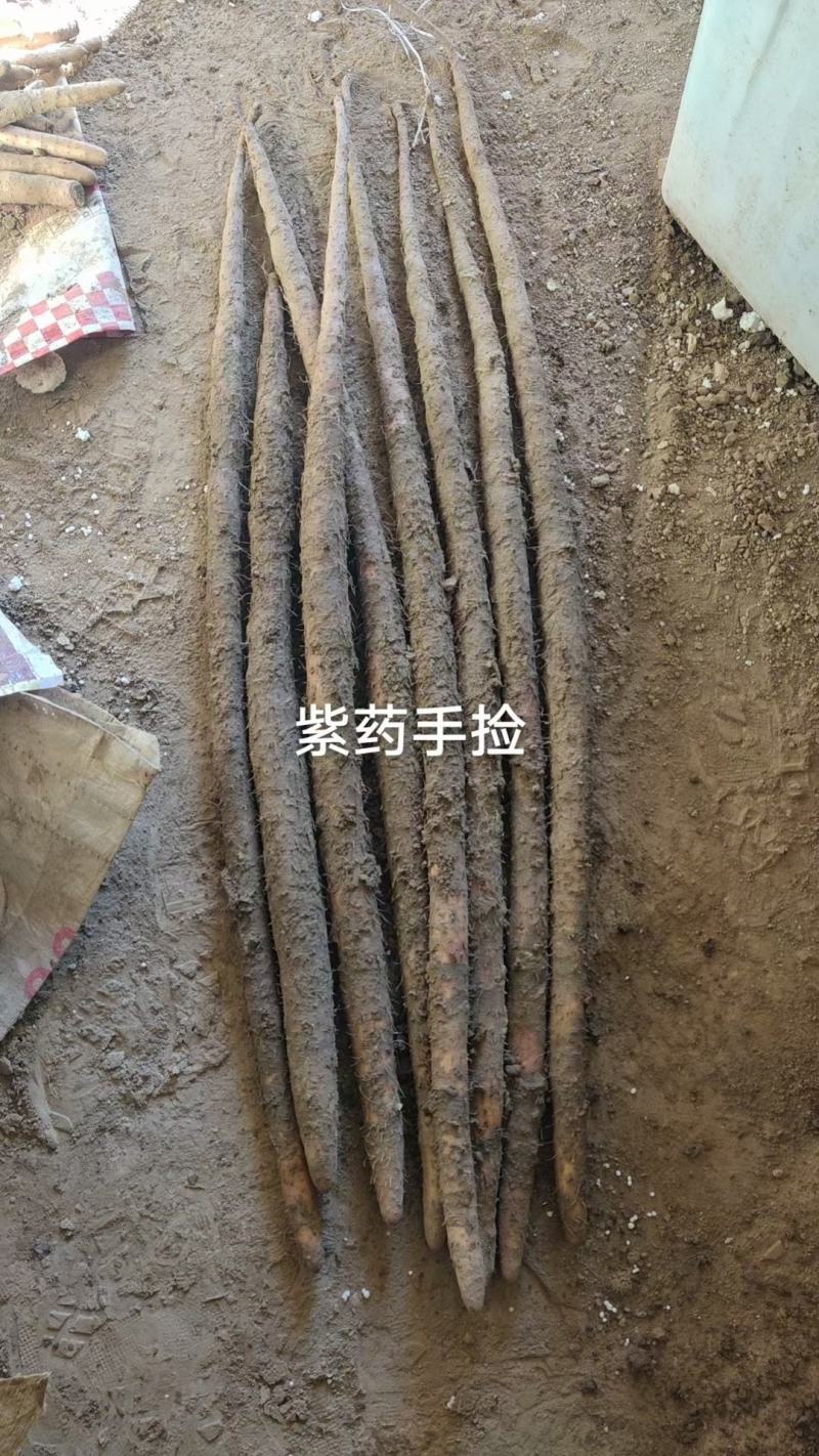 好货推荐】山药，精品小白嘴山药，双棒紫药打梱水洗都有