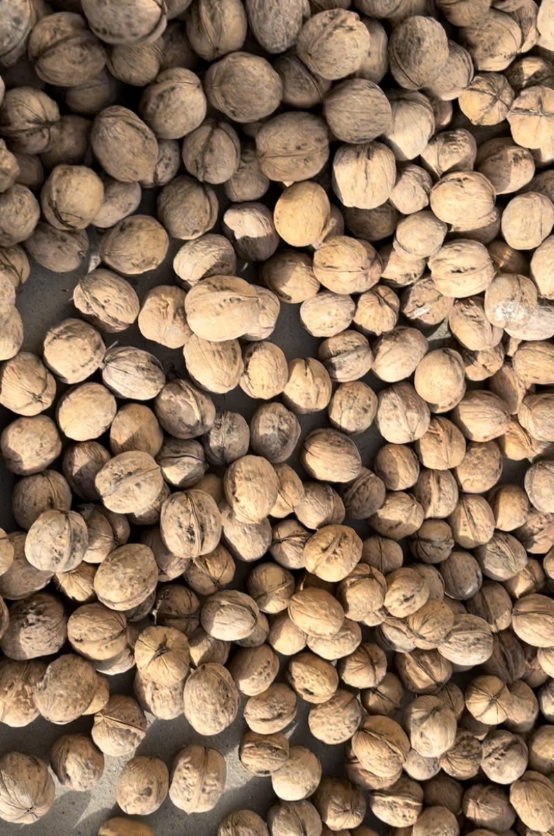 185纸皮核桃通货未清洗