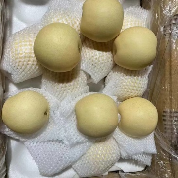 河北晋州皇冠梨白梨