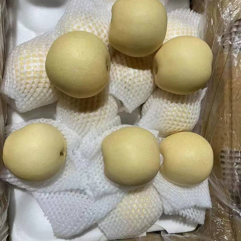 河北晋州皇冠梨白梨