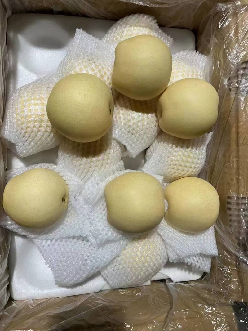 河北晋州皇冠梨白梨