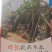 广州绿优科技有限公司黑皮冬瓜种子抗病高产量大从优