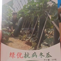 广州绿优科技有限公司黑皮冬瓜种子抗病高产量大从优