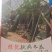 广州绿优科技有限公司黑皮冬瓜种子抗病高产量大从优