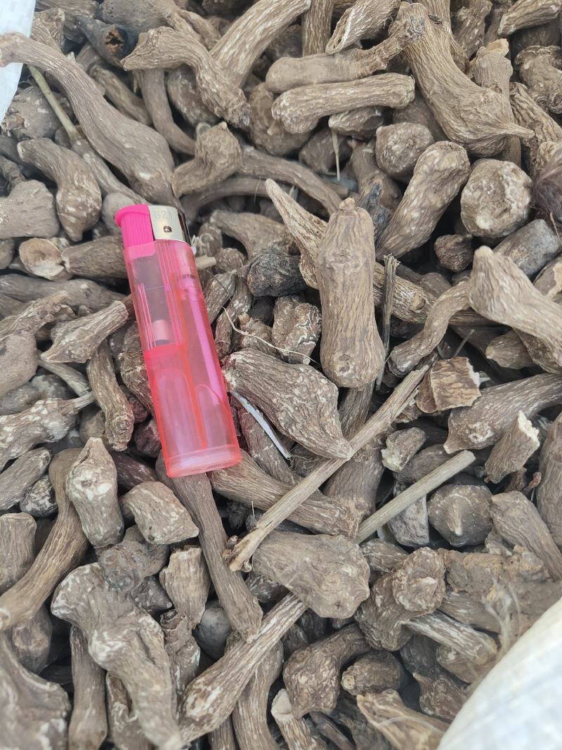 白术芽个子