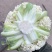 花菜大量上市,白面青梗花菜,小米粒,雪白