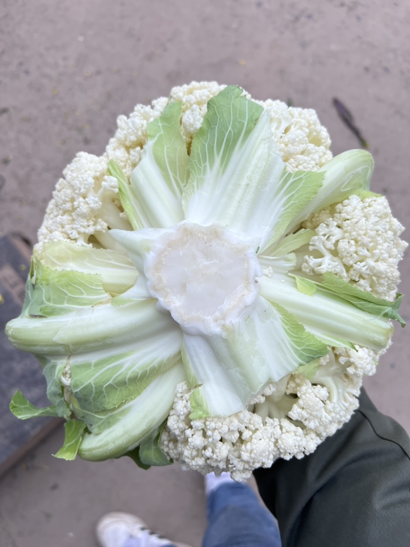 花菜大量上市，白面青梗花菜，小米粒，雪白