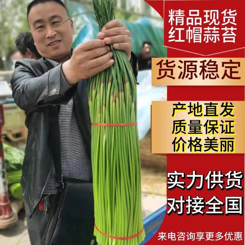 精品红帽蒜苔产地直供各种规格对接全国市场（电商）商超