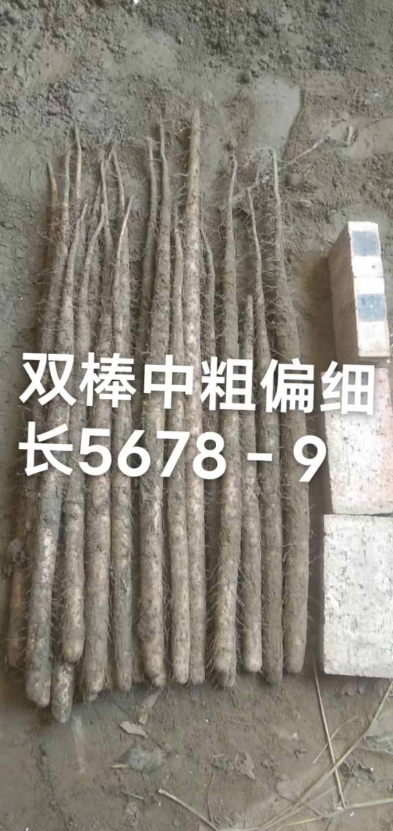 好货推荐】山药，精品小白嘴山药，双棒紫药打梱水洗都有