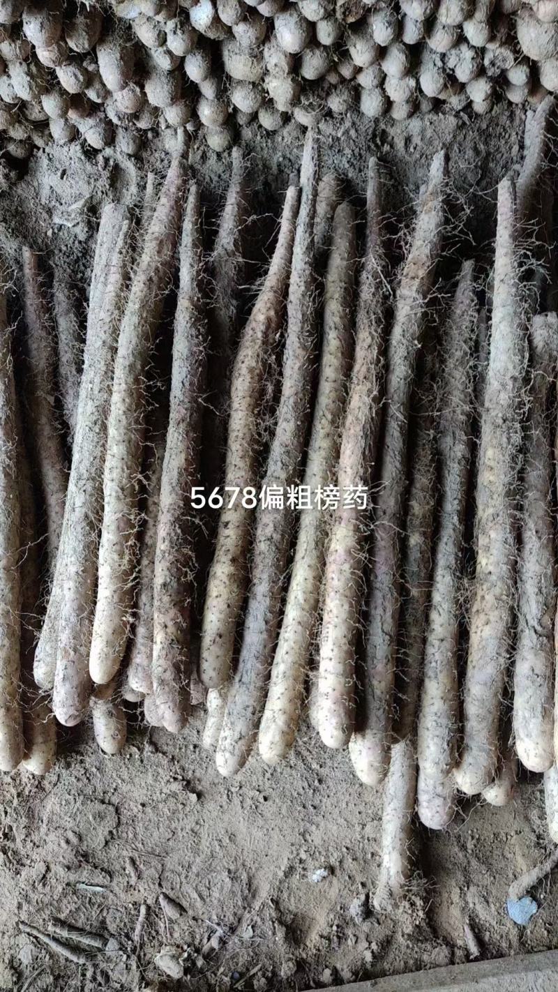 好货推荐】山药，精品小白嘴山药，双棒紫药打梱水洗都有