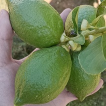 广东无籽香水柠檬，可下产地，可视频，欢迎来电