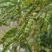 木豆种子豆蓉观音豆树豆柳豆绿化药材护坡灌木种籽多年生绿化