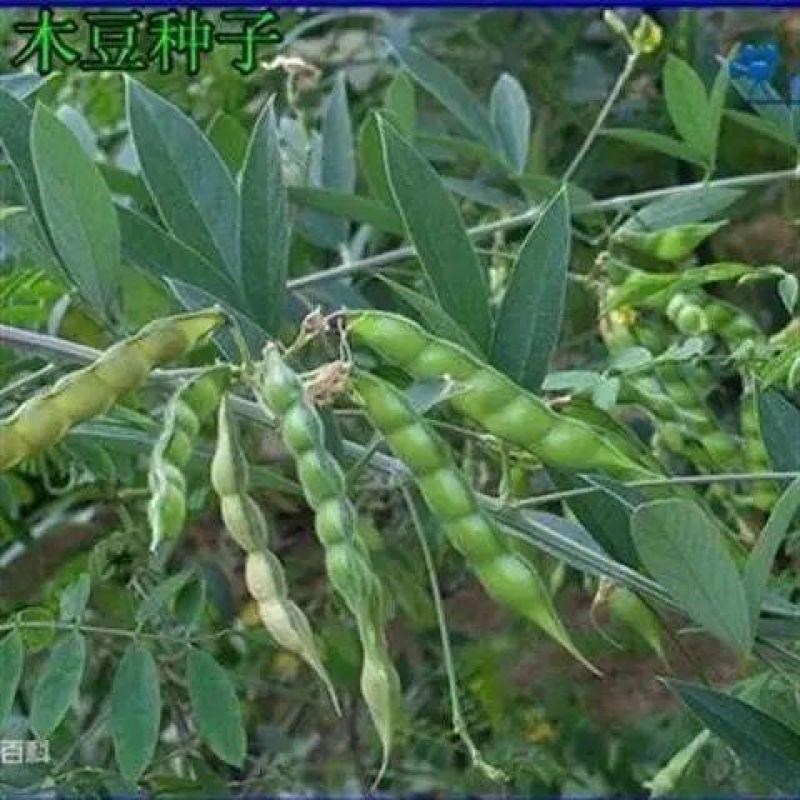 木豆种子豆蓉观音豆树豆柳豆绿化药材护坡灌木种籽多年生绿化