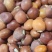 木豆种子豆蓉观音豆树豆柳豆绿化药材护坡灌木种籽多年生绿化