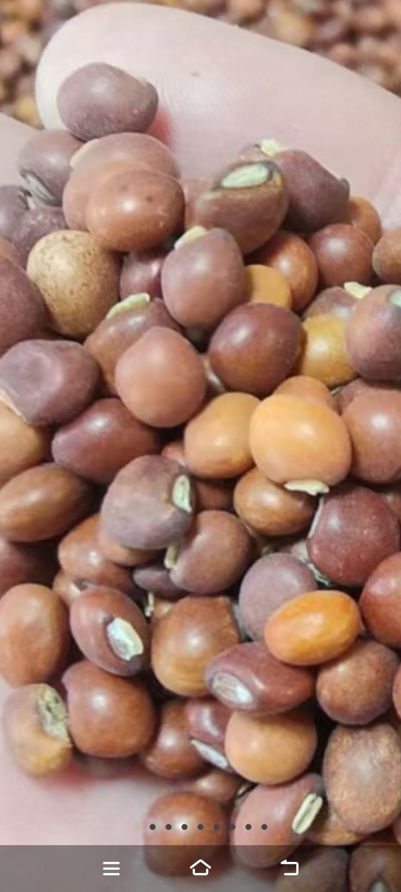 木豆种子豆蓉观音豆树豆柳豆绿化药材护坡灌木种籽多年生绿化