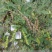 木豆种子豆蓉观音豆树豆柳豆绿化药材护坡灌木种籽多年生绿化