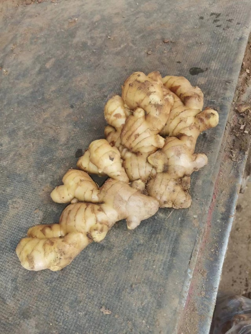 山东优质风干大黄姜生姜大黄姜小黄姜泥姜保质保量