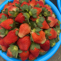 甘肃、奶油草莓大量上市、现摘现发、品质保证、货源充足