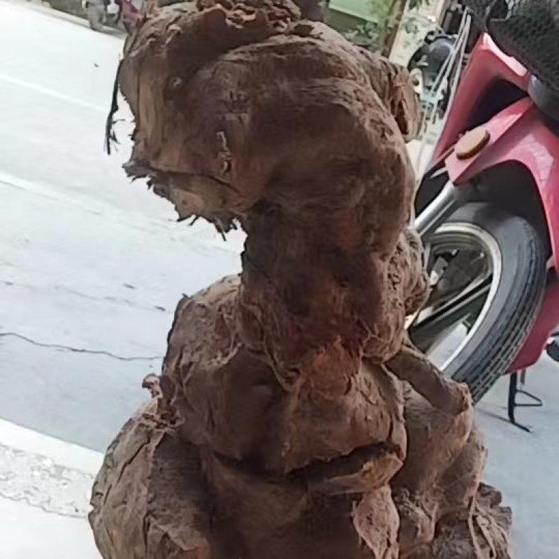 何首乌盆景可药用可做盆景价值大欢迎联系量大优惠