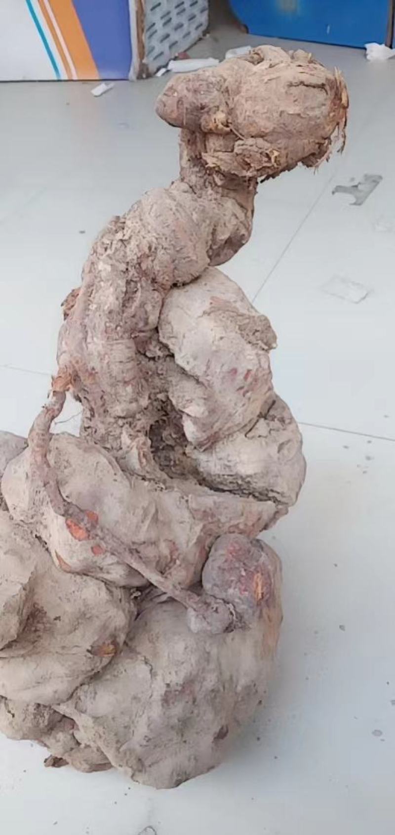 何首乌盆景可药用可做盆景价值大欢迎联系量大优惠