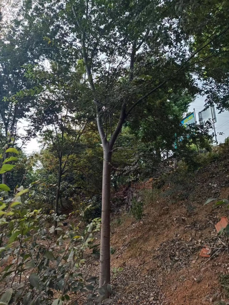 榉树！分枝统一，树形漂亮，冠幅饱满，存活率高