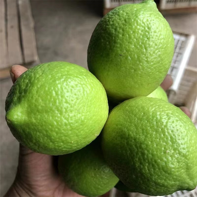 【精品】安岳青柠檬大量供应产地发货，现摘现发，欢迎洽谈
