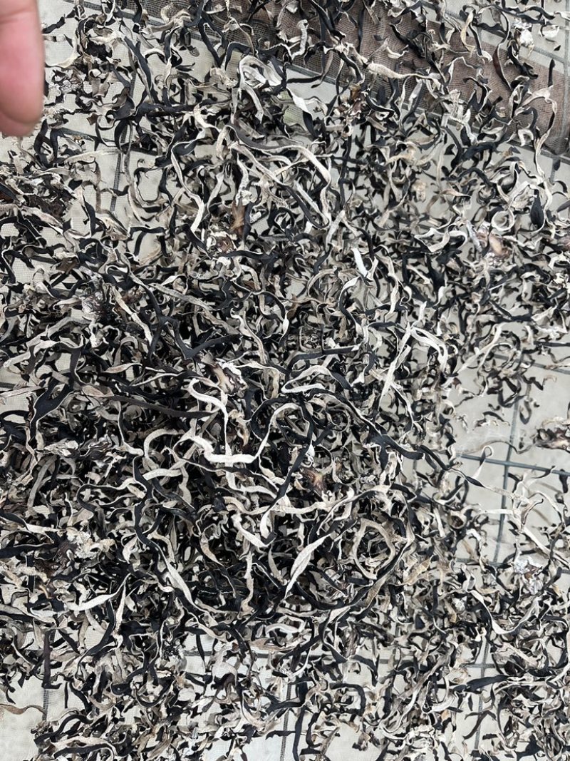 毛木耳出口品质给500强企业配套供应全国发货