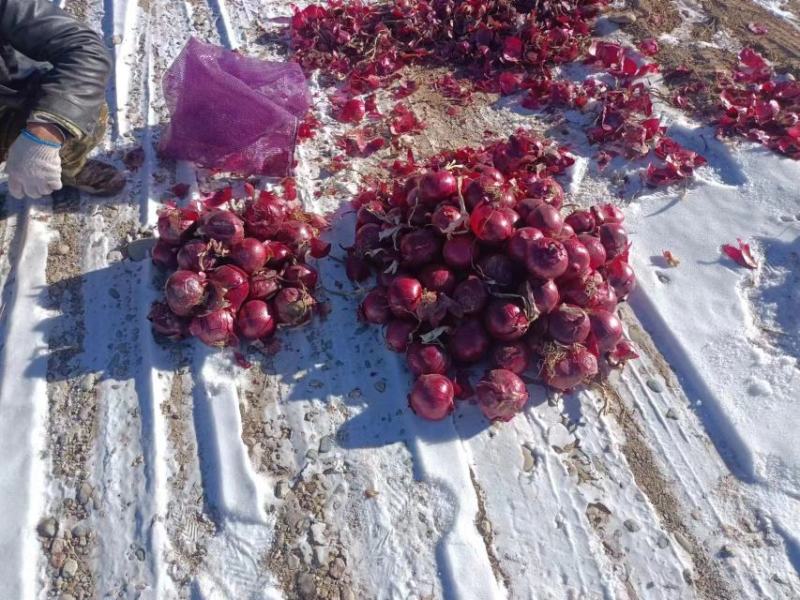 武威精品洋葱大量上市沙地种植质量有保证