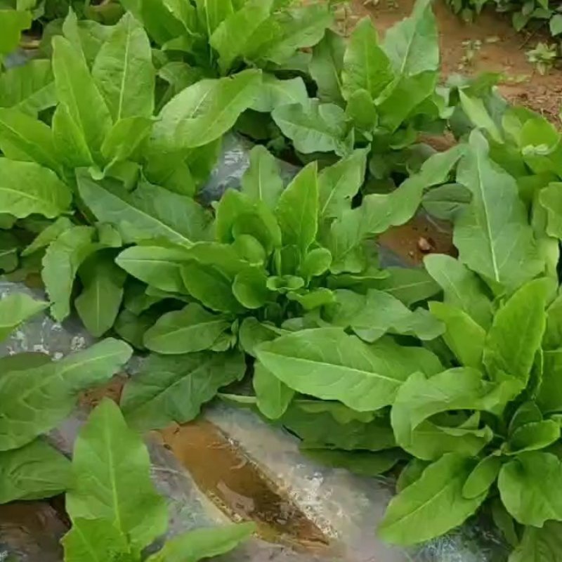 食叶草种子蛋白草，牧草基地货源质量保证，可提供育苗指导