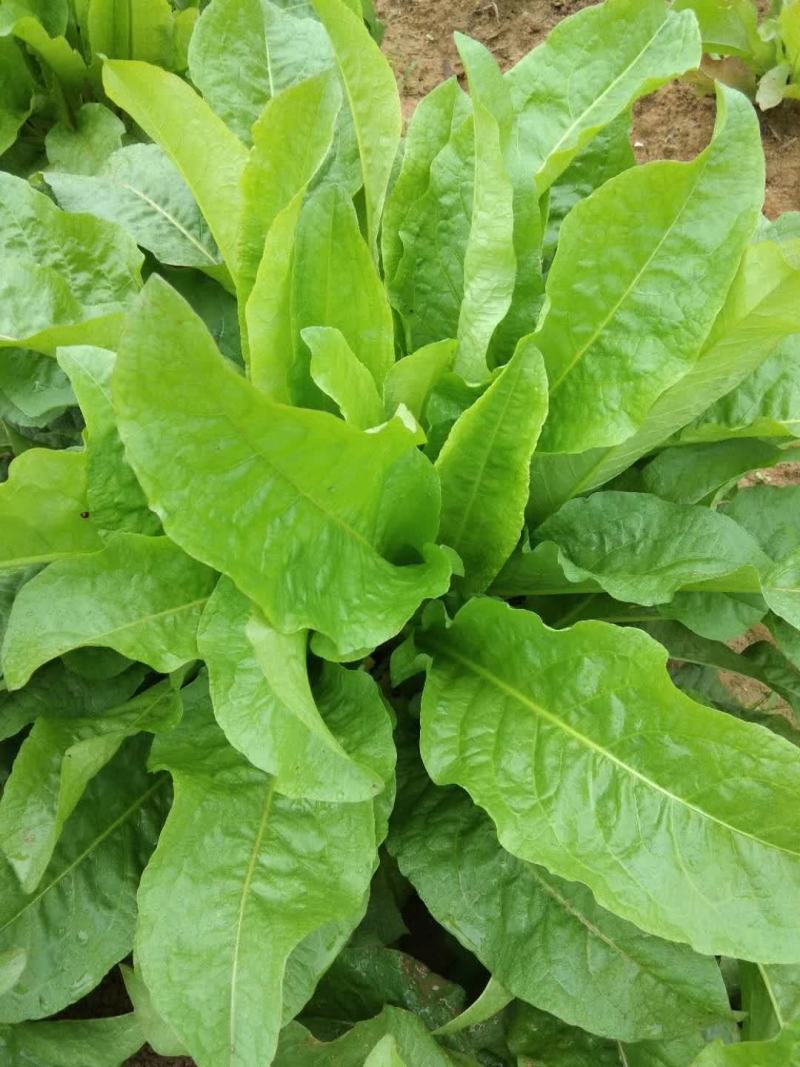 食叶草种子蛋白草，牧草基地货源质量保证，可提供育苗指导