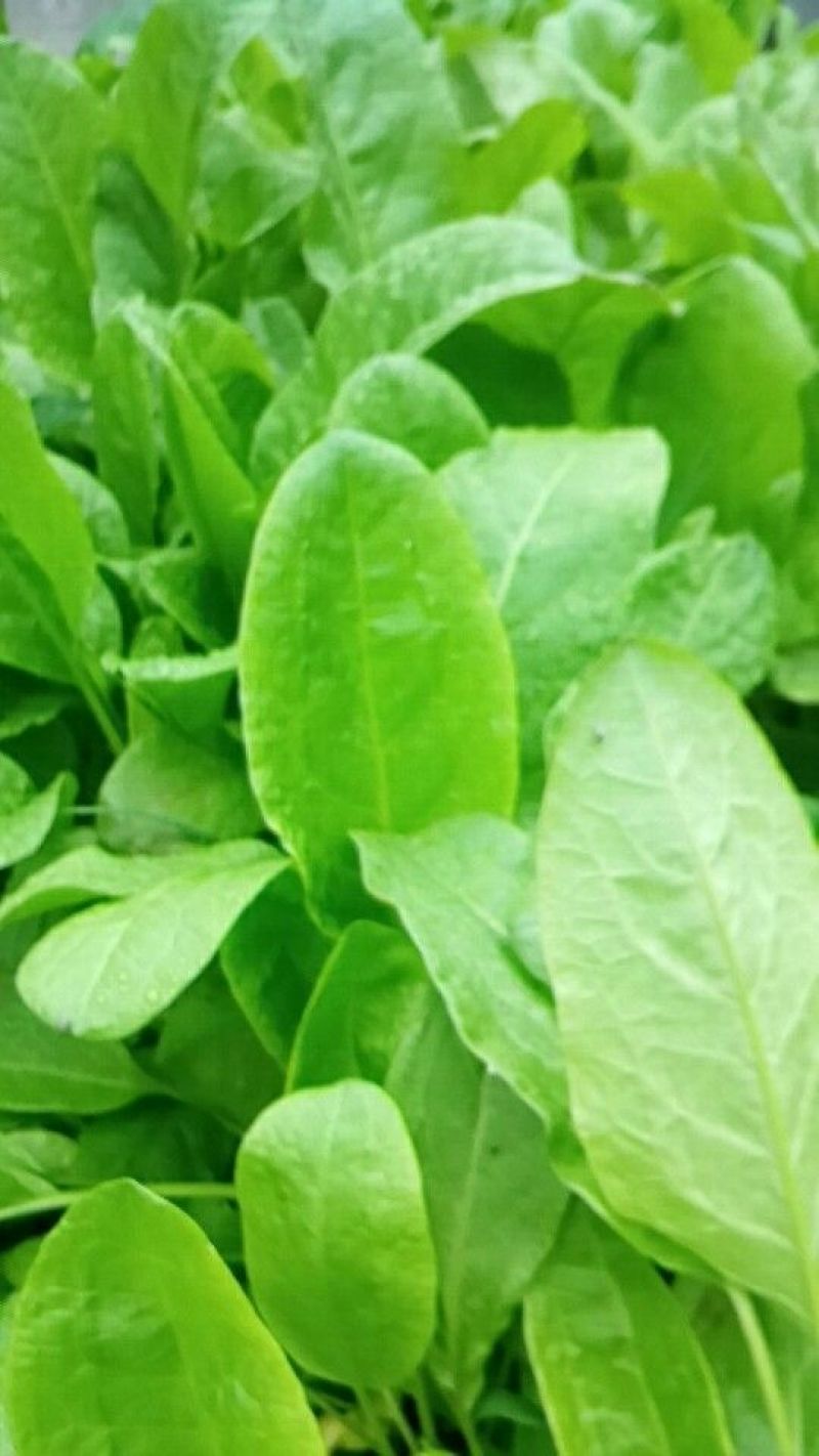 食叶草种子蛋白草，牧草基地货源质量保证，可提供育苗指导