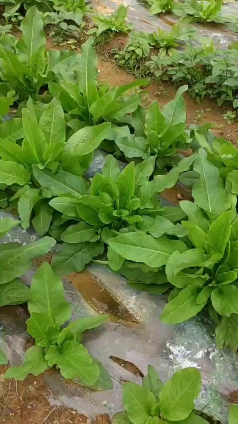 食叶草种子蛋白草，牧草基地货源质量保证，可提供育苗指导