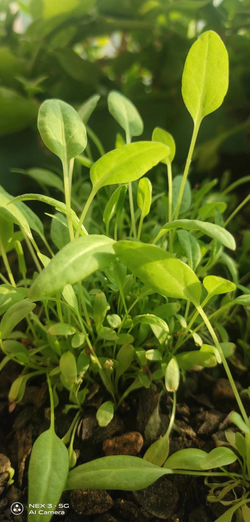 食叶草种子蛋白草，牧草基地货源质量保证，可提供育苗指导
