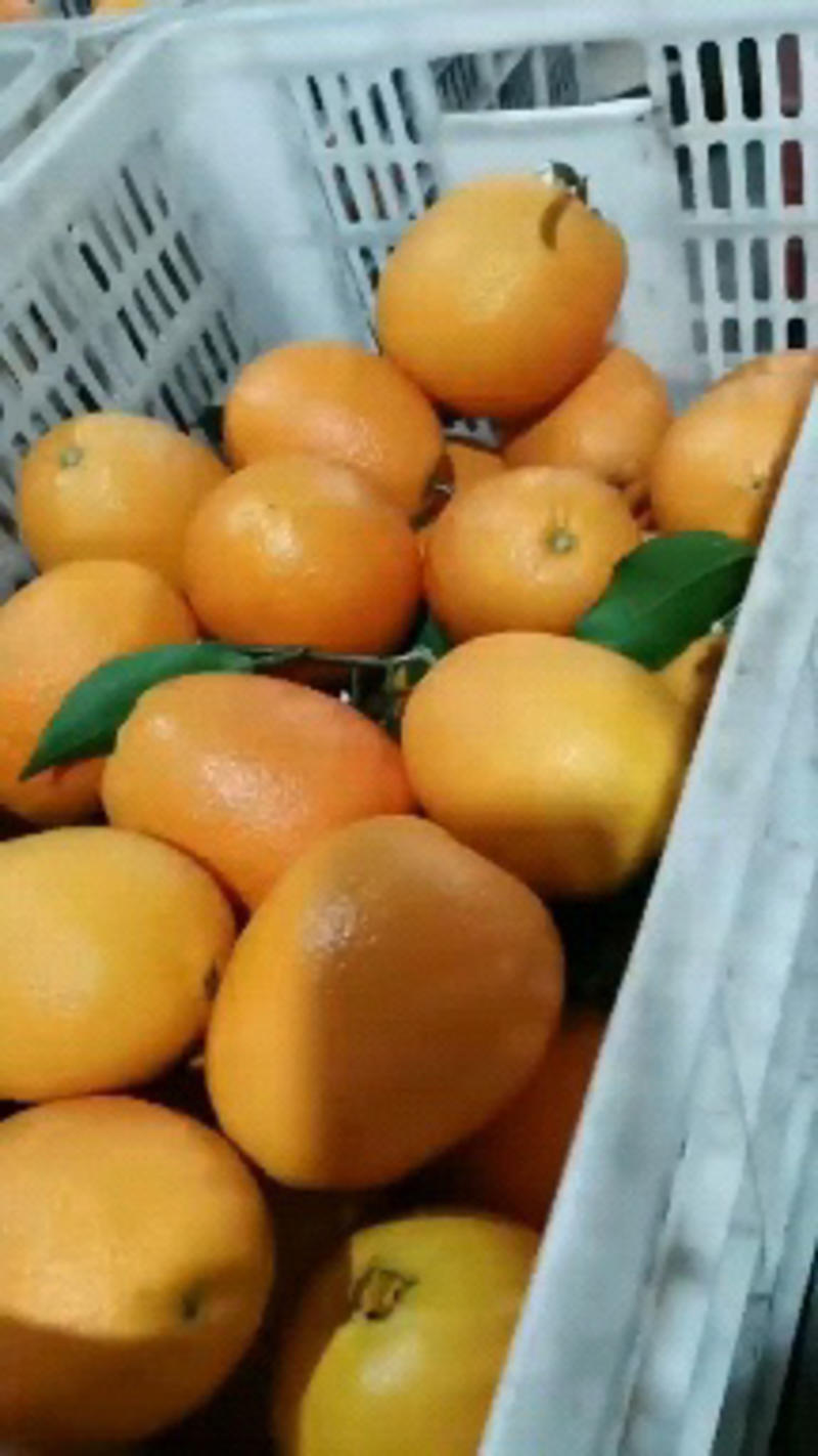 纽荷尔脐橙看货论价可视频看货打款发货保质保量